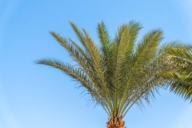 istock Palm tree with green leaves on blue background 2151645339