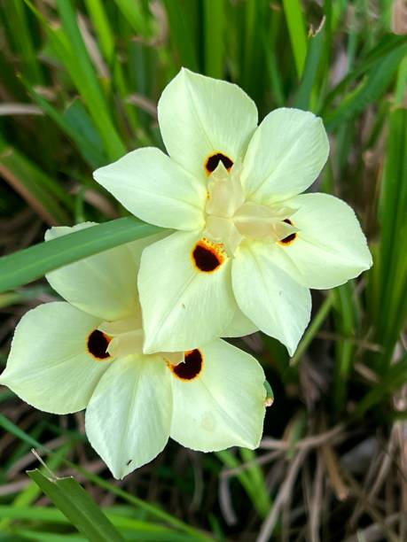 istock Fortnight Lily Flowers 2151645509