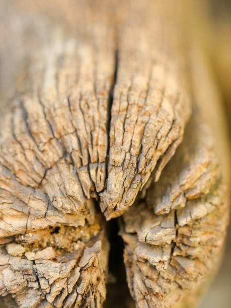 istock Close-up of a decaying wood log 2151646279