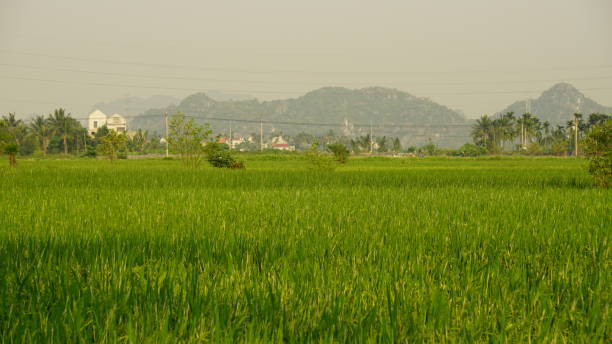 istock The village landscape has large green fields 2151646987