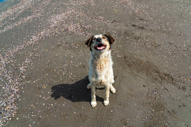 Stray dog on the shore by the sea