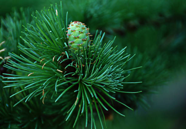 Green branch with larch cone. Natural green background