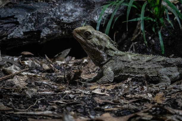 istock Portrait of a Tuatara 2151650359