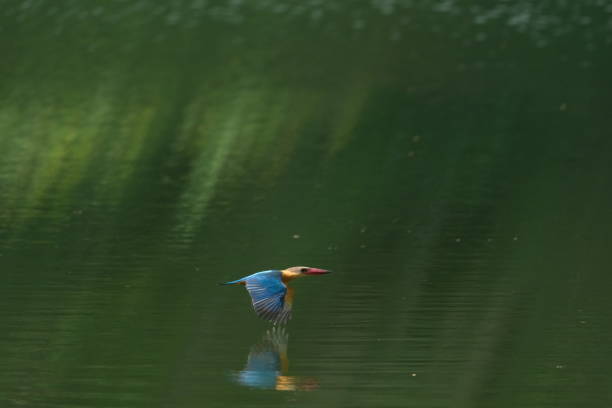Stork-billed Kingfisher