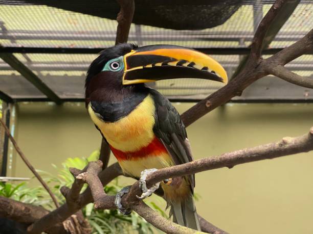 istock A yellow-black Toco Toucan stands in the treetops 2151652025