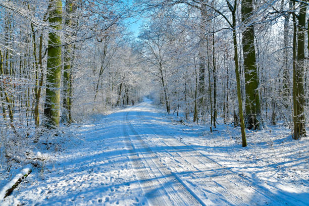 A freezing natural landscape with trees covered in snow, creating a beautiful pattern of electric blue twigs. The snowy road winds through the woods lined with snowcovered tree trunks