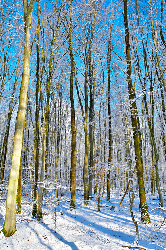 A pixelated image of a snowy forest in a boreal ecoregion. Trees are covered in snow, with branches, trunks, and twigs visible against the white landscape. The sky is a grey winter hue