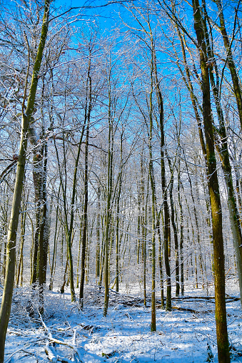 A winter wonderland with snowcovered trees in a snowy forest under a clear blue sky, showcasing the beauty of nature in this natural landscape biome