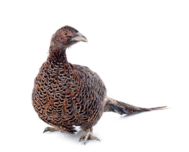 istock female European Common Pheasant 2151652228