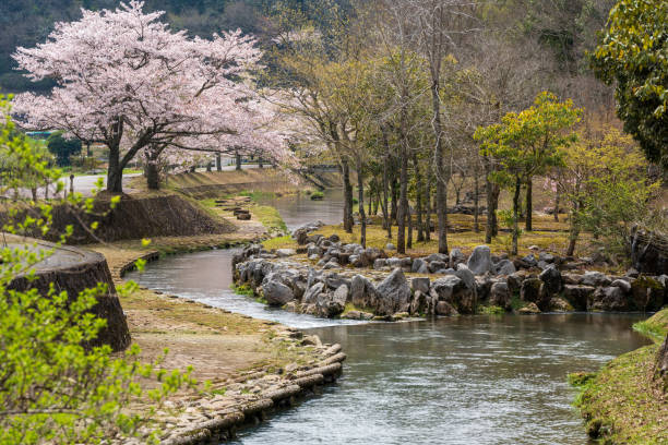 istock Cherry blossoms along the river with rocks and trees. 2151653267