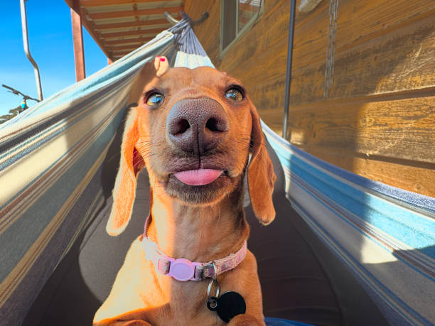 Female miniature Dacshund in hammock  looking at camera with tongue out