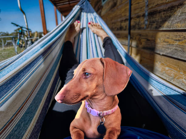Female miniature Dacshund in hammock with legs in the background