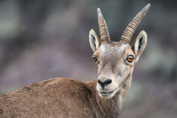 Mountain goat ibex in the Alps mountains in the wild nature. Horned wild animal in the alpine environment. Ibex male and female on the green alpine meadow in summer