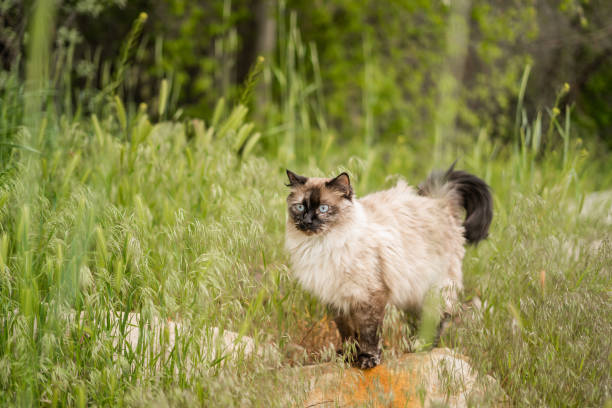 istock The Prettiest Adventure Cat Siamese Ragdoll Out During Springtime 2151655538