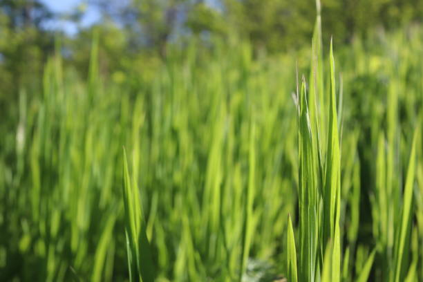 Nature Green Grass background, sunny summer time, countryside ar