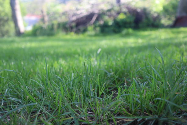 istock Nature Green Grass background, sunny summer time, countryside area 2151655779