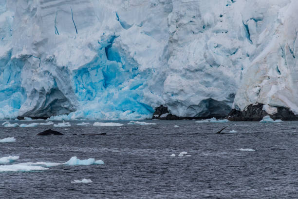 istock Antarctic landscape with a diving whale 2151656545