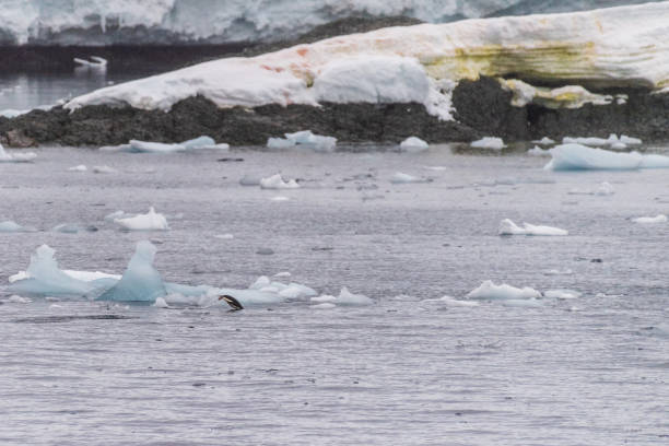 istock Adelie Penguins in Antarctica 2151656553