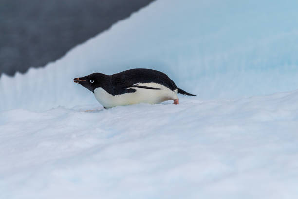 istock Adelie Penguin standing on an iceberg 2151656637