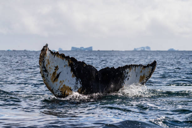 istock Tail of a humpback whale in the Antarctic 2151656658