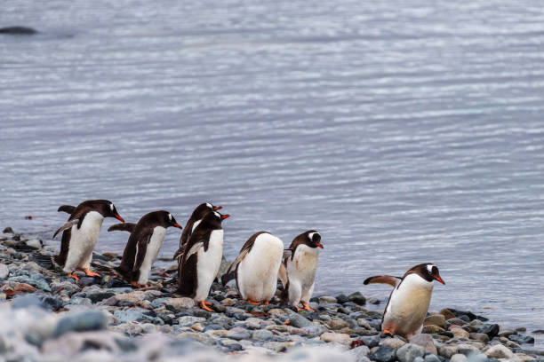 istock Gentoo Penguin colony on Cuverville island 2151656692