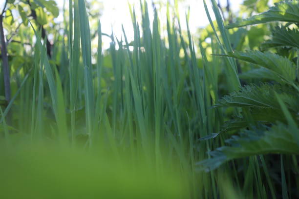 Nature Green Grass background, sunny summer time, countryside ar