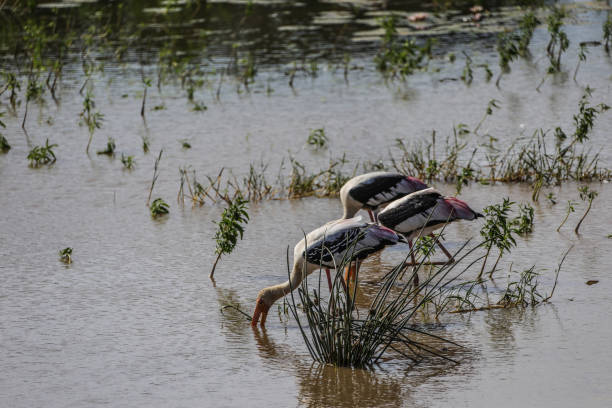 Seabirds in wildlife-infested national parks