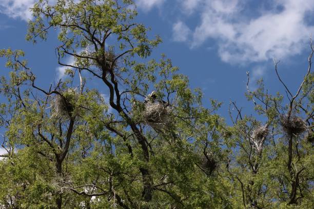 istock Gray heron nest in trees 2151657959