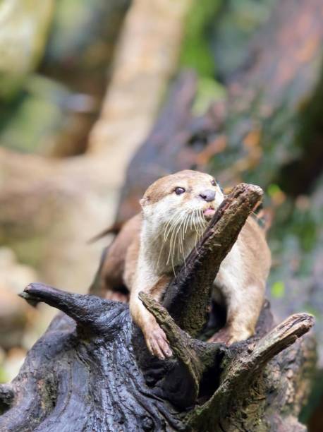 Portrait of an otter standing up and clapping hands.