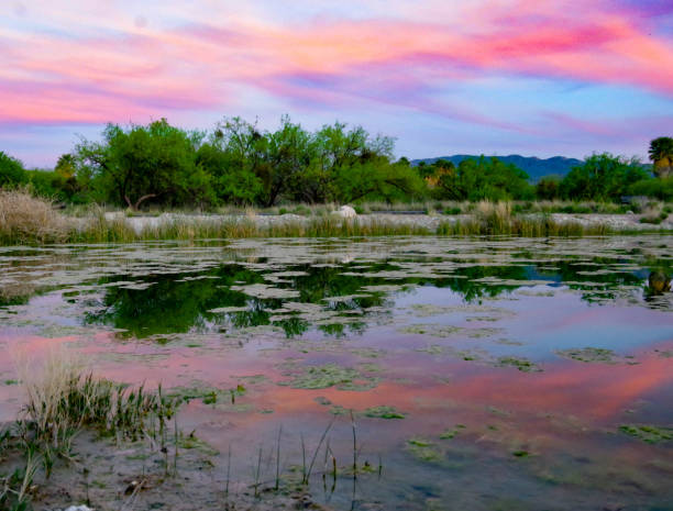 istock Agua Caliente sunset in the desert 2151663333