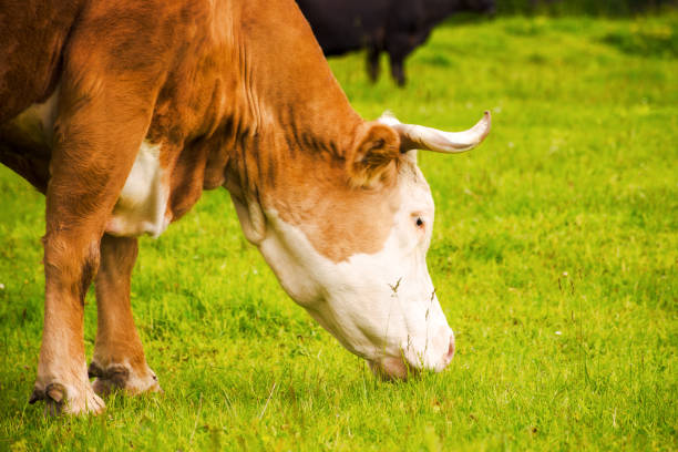 portrait of cute rufous cow grazing on a grassy meadow. carpathian rural area of ukraine.