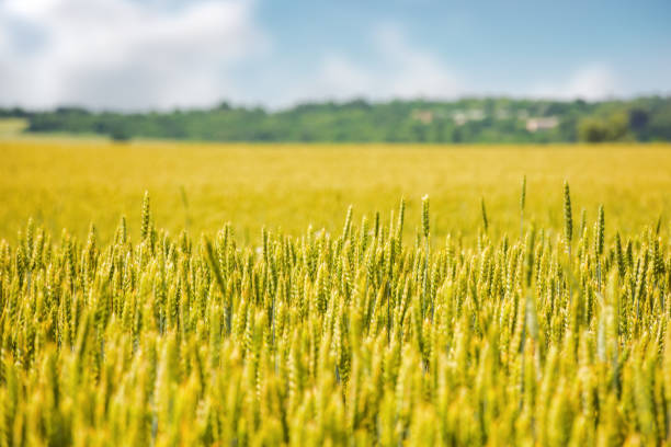 wheat field in slovakia. rural landscape in early summer