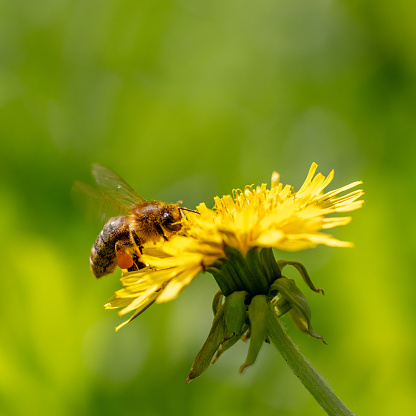 Honey bee working on dandelion