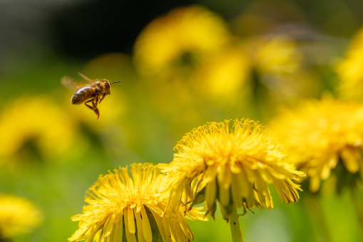 Honey Bee Flying to dandelion