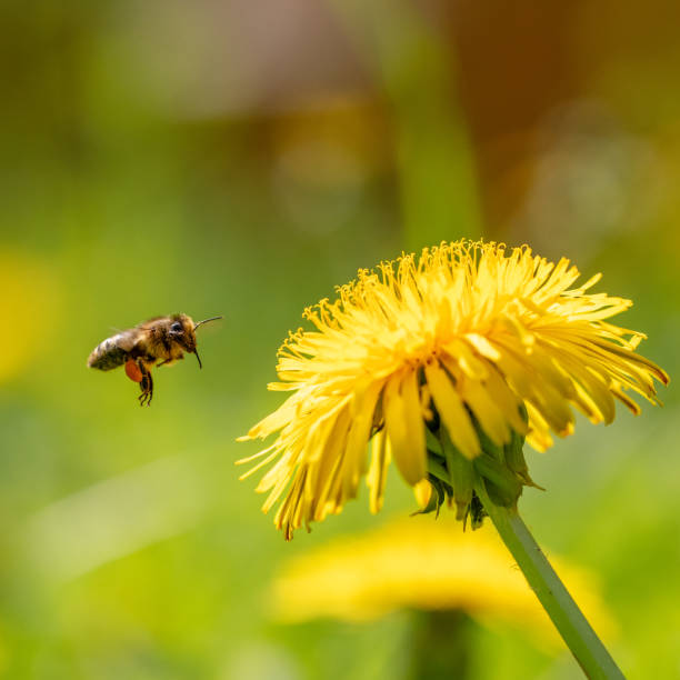 istock Honey Bee Flying to dandelion 2151664820