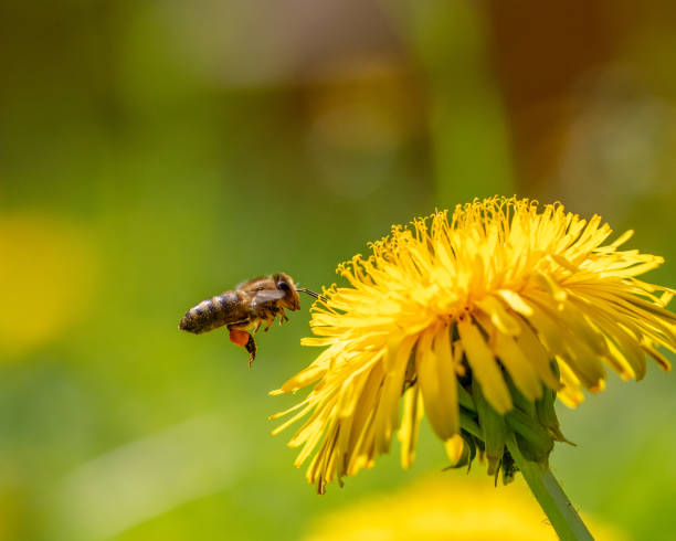 istock Honey Bee Flying to dandelion 2151664839