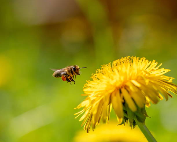 istock Honey Bee Flying to dandelion 2151664845