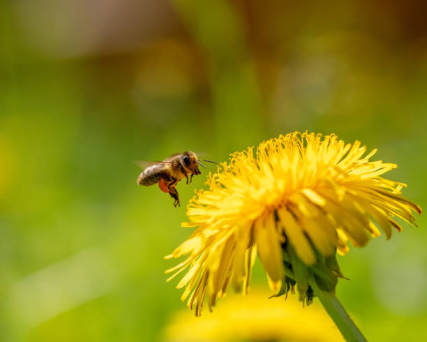 istock Honey Bee Flying to dandelion 2151664855
