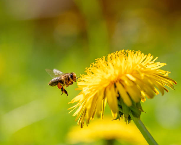 istock Honey Bee Flying to dandelion 2151664866