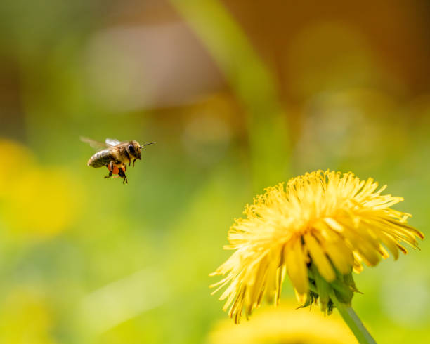 istock Honey Bee Flying to dandelion 2151664872