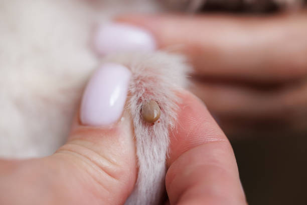 istock tick on an animal dog or cat, tick bite close up, selective focus 2151666800