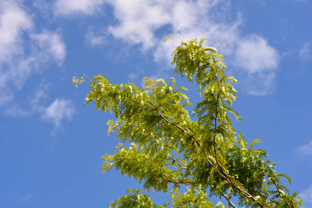 istock Thornless Honey locust 2151666995