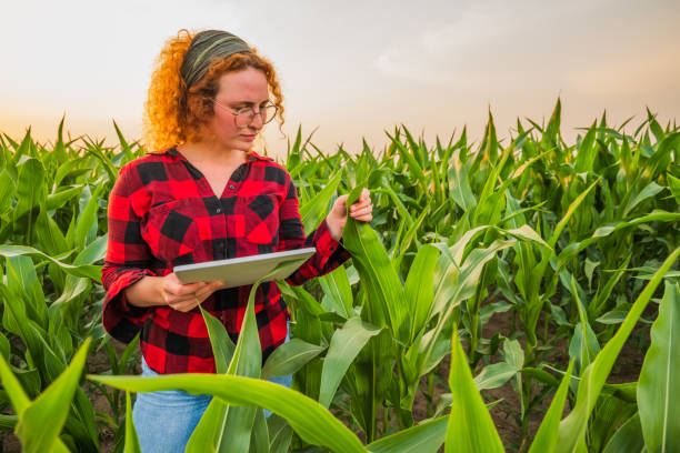 istock Agricultural season 2151667140