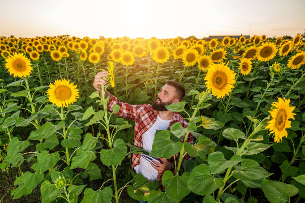 istock Agricultural season 2151667159
