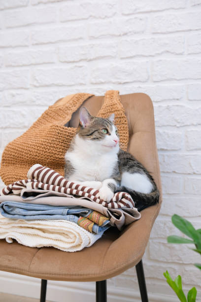 istock Stack of woman clothes for spring and summer with cat on chair against white bricks background 2151667404