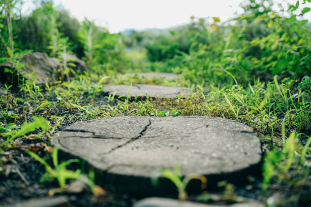 This serene photo captures a wooden pathway bordered by lush greenery. The massive log cross-section with its cracked texture and subtle backdrop of trees evoke a sense of peace, tranquility, and a connection with nature.
