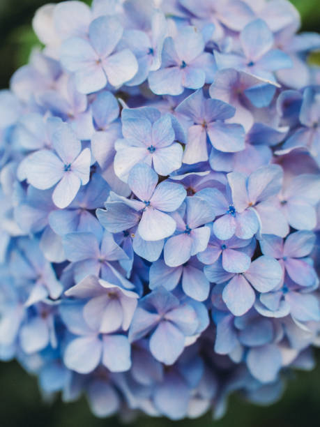 A cluster of blooming hydrangeas steals the show in this serene photo. The soft blue hues of the flowers evoke a calming mood, as their tight arrangement and fuzzy backdrop create a tranquil atmosphere, inspiring peace and tranquility. un racimo de hortensias en flor se roba el espectáculo en esta serena foto. los suaves tonos azules de las flores evocan un estado de ánimo relajante, ya que su disposición ajustada y su fondo difuso crean una atmósfera tranquila, inspirando paz y tran