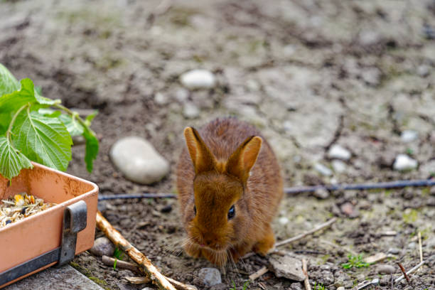 Close up of pet bunny rabbit
