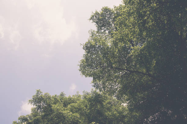 The tree tops have been turned pale to make them suitable for use as a background. used to add text or characters to stand out