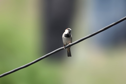 Sparrow on a branch. Bird in nature. Beautiful bird wall art